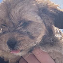 Cavapoos and Cavapoochons from Wine country cavapoos