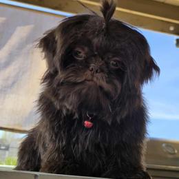 Browser - Chocolate male Shih Tzu puppy in Victorville, California from 🩷ViviDreamyShihtzus🩷