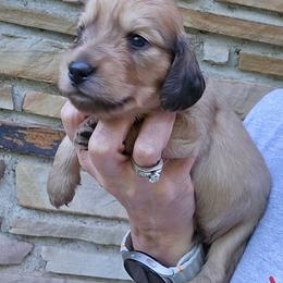 Nalu - Cream male Dachshund puppy in Eldon, Missouri from Pure Joy Dachshunds
