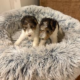 Boy 1 - White black and tan male Wire Fox Terrier puppy in Acton, Massachusetts from Far Echo Fox Terriers