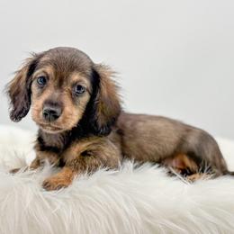 Cubbie - Cream male Dachshund puppy in Litchfield, Illinois from Charmm Dachshunds