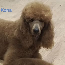 Kona - Poodle