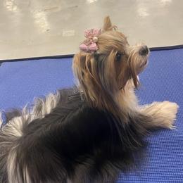 Hashi - Biewer Terrier