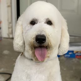 Goldendoodles from Bell's Doodles