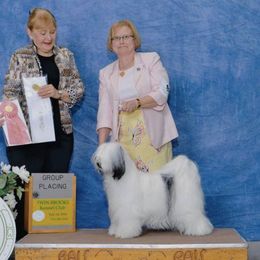 Tibetan Terriers from Malishar Tibetan Terriers