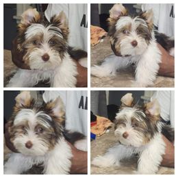 Yorkshire Terrier Puppies from TLC Kennels TenderLittleCuties