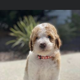 Goldendoodle and Poodle Puppies from CharleighRae Poodles and Doodles