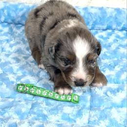 Henric - Blue merle male Australian Shepherd puppy in Vail, Iowa from Homegrown Huskies