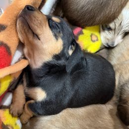 Blue collar - Black and cream female Dachshund puppy in Shawnee, Oklahoma from Magic Eagle Miniature Dachshunds