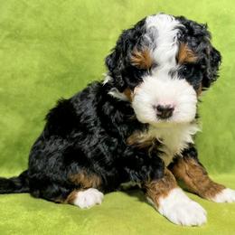 Liz (Taylor) - Tri-color female Bernedoodle puppy in Bradenton, Florida from Peanut Butter Doodles