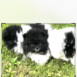 Girl 2 - Black parti female Pomeranian puppy in Vermont from Poms All Day