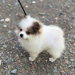 Waldo - Orange parti male Pomeranian puppy in Zionville, North Carolina from Shaner Poms
