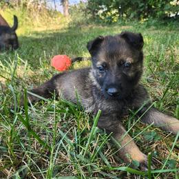 Whiskey (Red male) - Sable male German Shepherd puppy in Winchester, Kentucky from Del Lago Canine