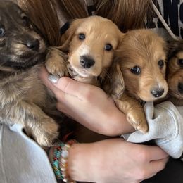 Dachshund Puppies from KaMilira Shore Dachshunds