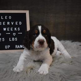 English Springer Spaniel Puppies from Riled Up Ranch Springer Spaniel Puppies