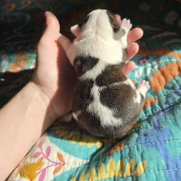 Girl 1 - Black brindle and white female Boston Terrier puppy in Gibson City, Illinois from Quinn's Kennels