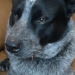 Australian Cattle Dogs and Redbone Coonhounds from Stars and Stripes Heelers and Hounds