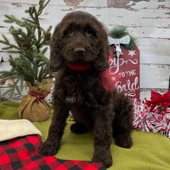 Sadie - Liver and white female Springerdoodle puppy in Lisbon, Ohio from Willow Lane Doodles
