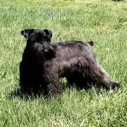 Ebony - Miniature Schnauzer