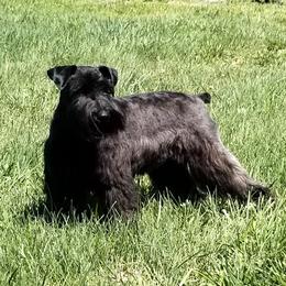 Ebony - Miniature Schnauzer