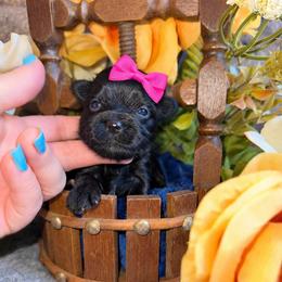 Little miss Raven - Black and gold female Yorkshire Terrier puppy in Howe, Oklahoma from Ray Holder