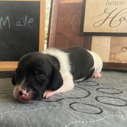 Tator - Piebald male Dachshund puppy in Sharon Springs, New York from Show Us The Way Homestead