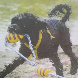 Portuguese Water Dogs from Bayswater Portuguese Water Dogs