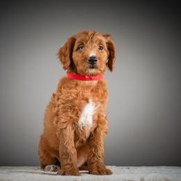 Jumbo Jack - Red collar - Apricot male Schnoodle puppy in Caldwell, Idaho from Boise Doodle Co.