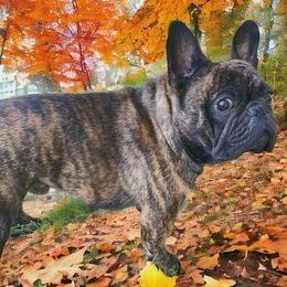 Tisse - French Bulldog