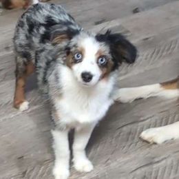 Pepper - Toy Australian Shepherd