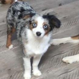Pepper - Toy Australian Shepherd
