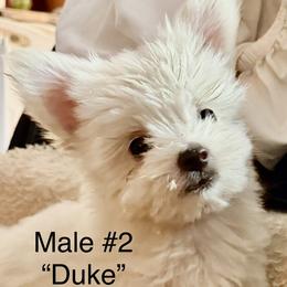 Male 2-Duke - White male Maltese puppy in Okemah, Oklahoma from Ayres to Heirs Puppy Co.