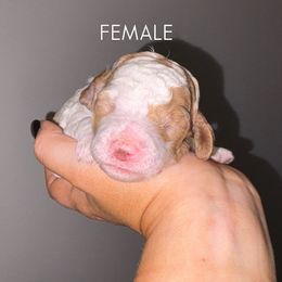 Pink girl - Parti female Poodle puppy in Nolensville, Tennessee from White Willow Poodles