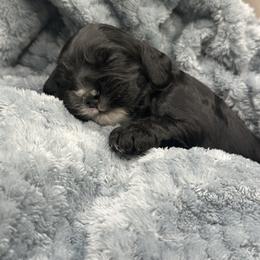 Buddy - Black and white male Cocker Spaniel puppy in Oklahoma City, Oklahoma from BRX Country Cockers LLC