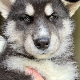 Blu - Agouti and white male Siberian Husky puppy in Walker, Louisiana from TRUHUSKY SIBERIANS
