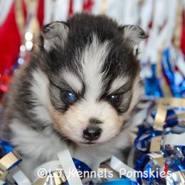 Sourdough - Black and white male Pomsky puppy in Centerville, Iowa from LJ Kennels Pomskies, LLC