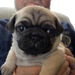 Tallia - Fawn female Pug puppy in Madera, California from Hills Pugs