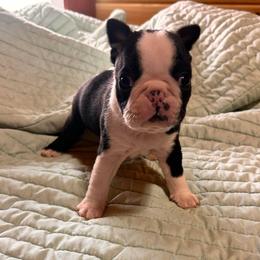 Blob - Black and white male Boston Terrier puppy in West Liberty, Kentucky from 3B Kennels-Beth’s Best Boston’s