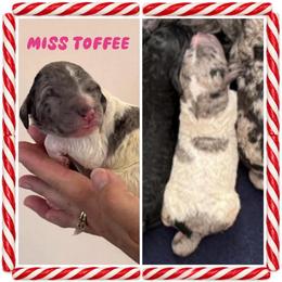 Miss Toffee - Parti female Goldendoodle puppy in Millersville, Pennsylvania from Love at First Doodle