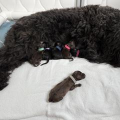 Girl 1 - female Barbet puppy in Sarasota, Florida from Ethelred Barbet