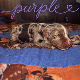 Purple - Red merle female Miniature Australian Shepherd puppy in Arizona from Country Charm Mini Aussies
