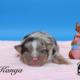 Kanga - Blue merle female Miniature Australian Shepherd puppy in Weeki Wachee, Florida from Arlington's Mini Aussies