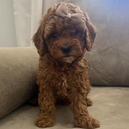 Girl 3 - Red female Cavapoo puppy in Corona, California from SoCal Cavapoo's