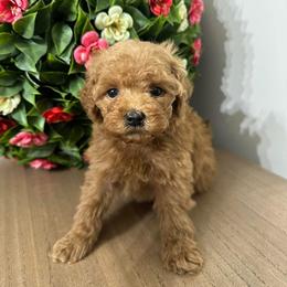 Aussiedoodle and Poodle Puppies from Mountaintop Paws