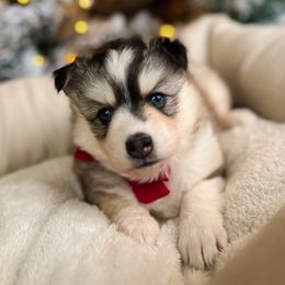 Sugarplum - Wolf sable female Pomsky puppy in Cleveland, Ohio from Lake Point Pomskies