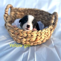 Pembroke Welsh Corgi Puppies from Courtlyn's Corgis