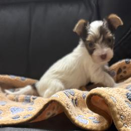 Georgette AKC - Chocolate, tan and white female Yorkshire Terrier puppy in Labelle, Florida from Chocolate and Parti Yorkies in Florida