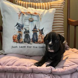 Girl 3 - Brindle female Boxer puppy in Saugerties, New York from Nala’s Pride