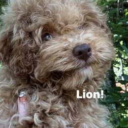 Lion - Red  male Poodle puppy in Orlando, Florida, Florida from Denise’s Puppies