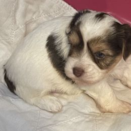Biewer Terrier Puppies from Caroline's Biewer Terriers